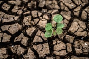 How climate change is impacting food security